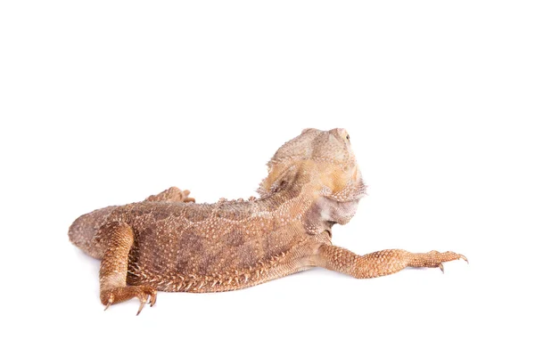 Central Bearded Dragon on white background — Stock Photo, Image