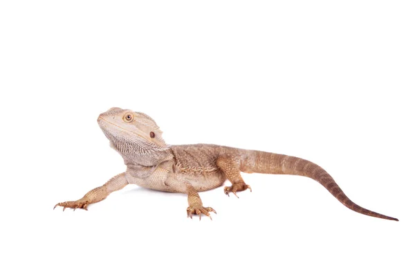 Centrale Bearded Dragon op witte achtergrond — Stockfoto