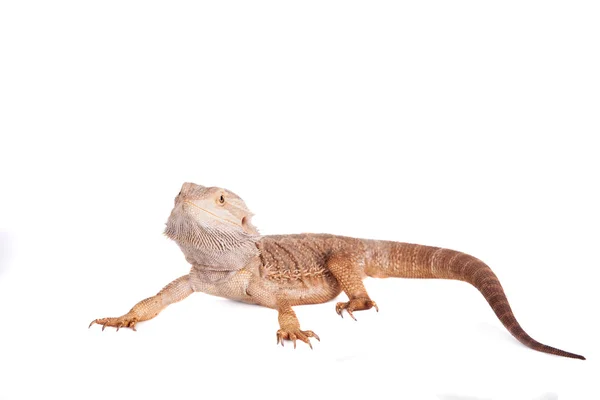 Central Bearded Dragon on white background — Stock Photo, Image