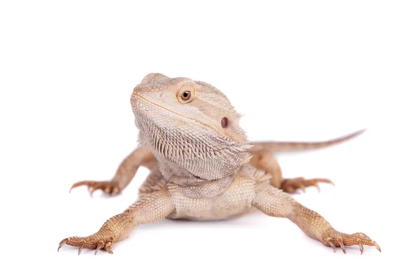 Mittelbärtiger Drache auf weißem Hintergrund — Stockfoto