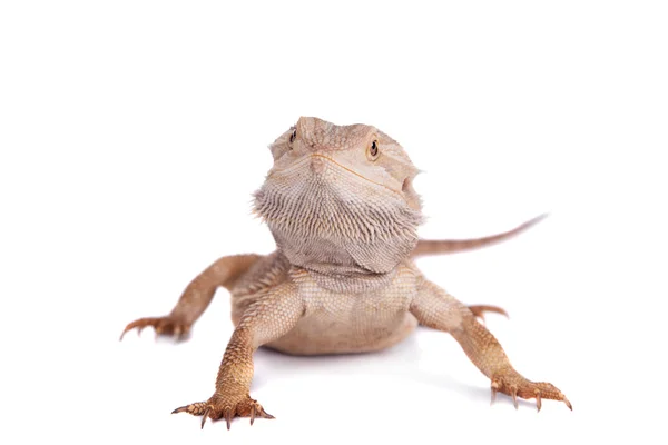 Central Bearded Dragon на белом фоне — стоковое фото