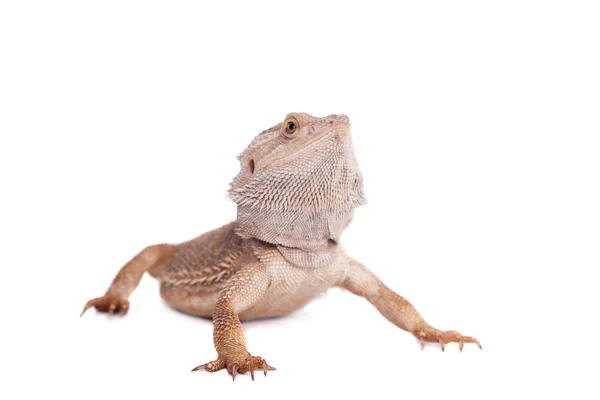 Central Bearded Dragon на белом фоне — стоковое фото