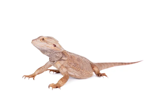 Mittelbärtiger Drache auf weißem Hintergrund — Stockfoto