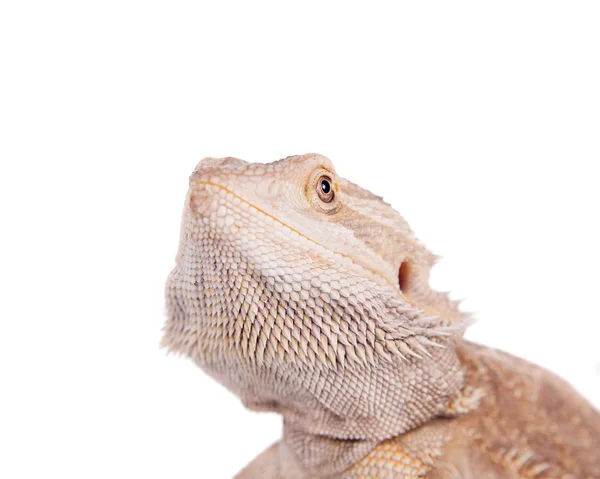 Central Bearded Dragon на белом фоне — стоковое фото