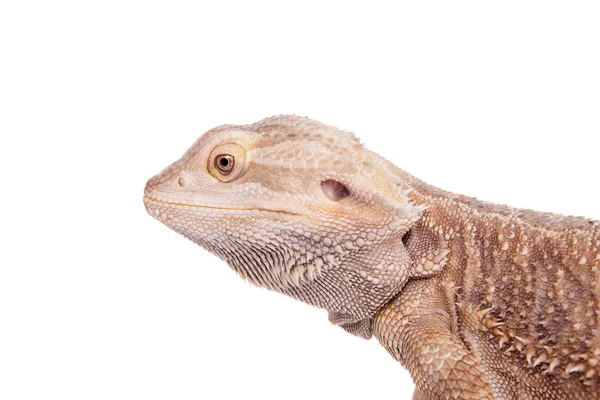 Central Bearded Dragon on white background — Stock Photo, Image