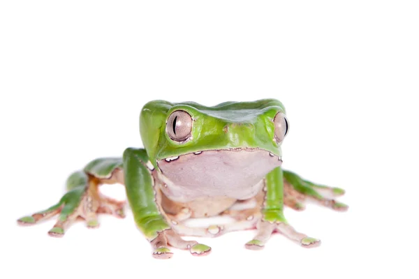 Reus blad kikker op witte achtergrond — Stockfoto