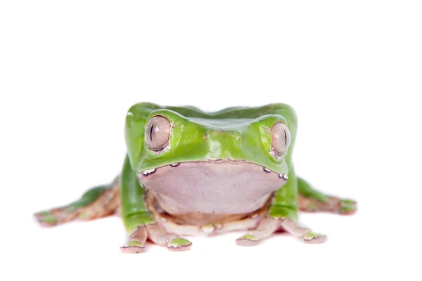 Obří list žába na bílém pozadí — Stock fotografie