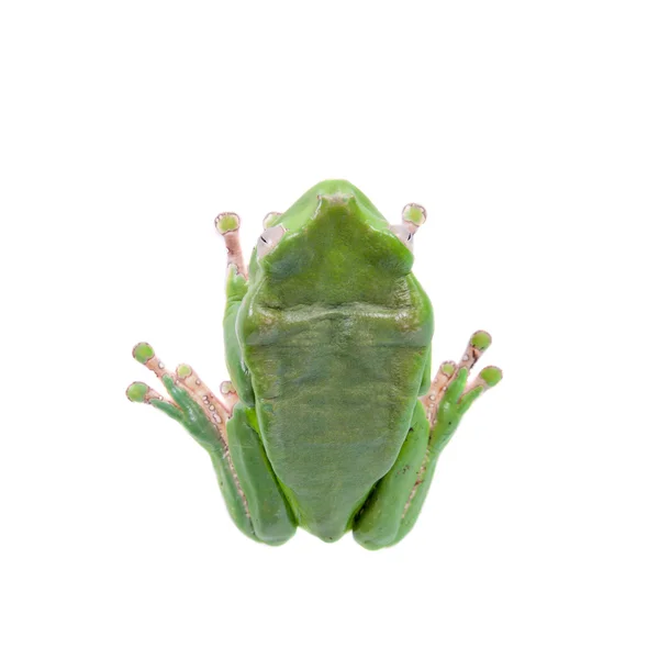 Giant leaf frog on white background — Stock Photo, Image