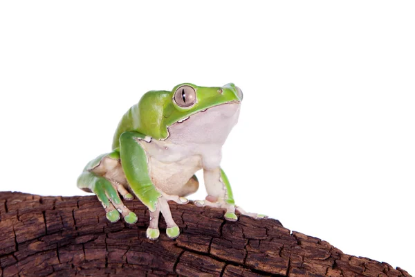 Reus blad kikker op witte achtergrond — Stockfoto