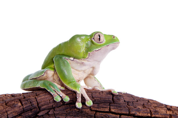 Giant leaf frog, Phyllomedusa bicolor, isolates on white background