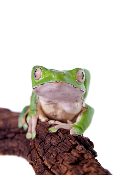 Reus blad kikker op witte achtergrond — Stockfoto