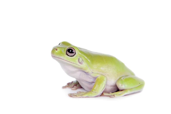 Grenouille verte australienne sur fond blanc — Photo