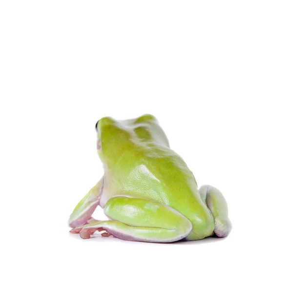 Australischer grüner Laubfrosch auf weißem Hintergrund — Stockfoto