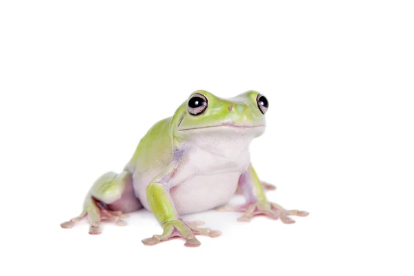 Australischer grüner Laubfrosch auf weißem Hintergrund — Stockfoto