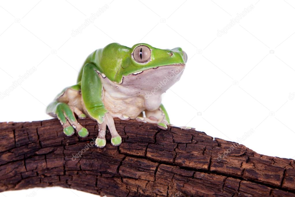 Giant leaf frog on white background