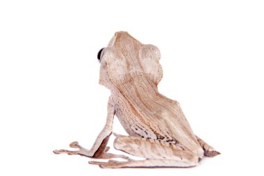 Borneo eared frog on white background clipart