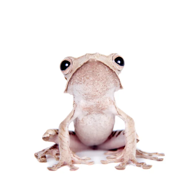 흰색 바탕에 보르네오 귀 개구리 — 스톡 사진