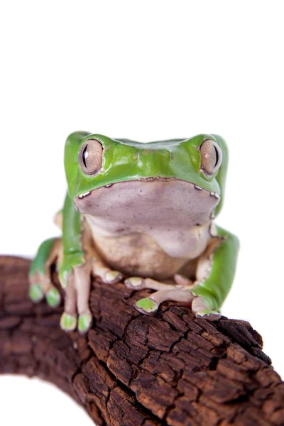 白色背景上的巨型叶蛙 — 图库照片