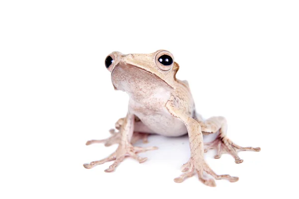 Borneo rana orejuda sobre fondo blanco — Foto de Stock