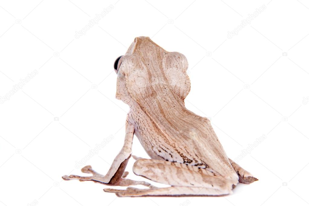 Borneo eared frog on white background