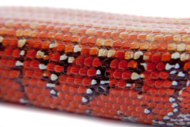 Yangın Skink beyaz izole