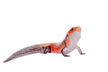 Yangın Skink beyaz izole