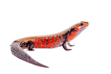 Yangın Skink beyaz izole