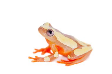 Beyaz izole Shreves Sarayacu treefrog