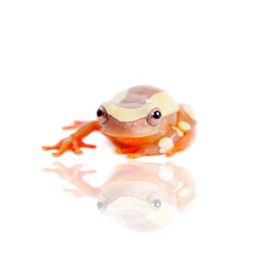 Beyaz izole Shreves Sarayacu treefrog