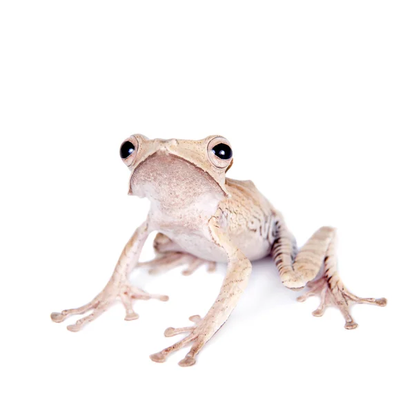 Grenouille à oreilles bornéo sur fond blanc — Photo