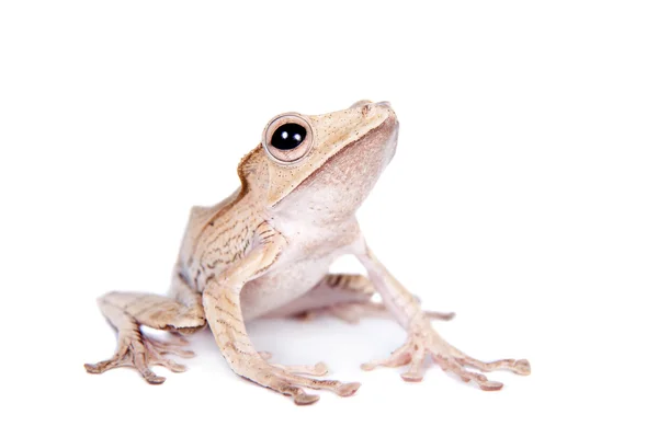 Borneo-Ohrfrosch auf weißem Hintergrund — Stockfoto