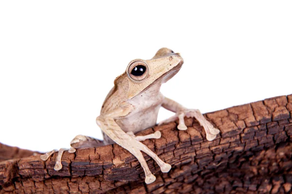 Красноухая лягушка на белом фоне — стоковое фото