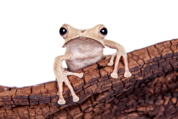 Borneo eared frog on white background — Stock Photo, Image
