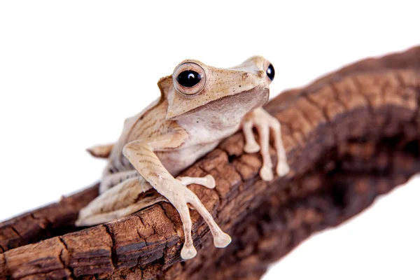 Borneo rana orejuda sobre fondo blanco — Foto de Stock