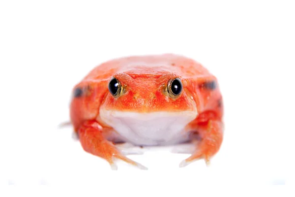 马达加斯加番茄青蛙上白色孤立 — 图库照片
