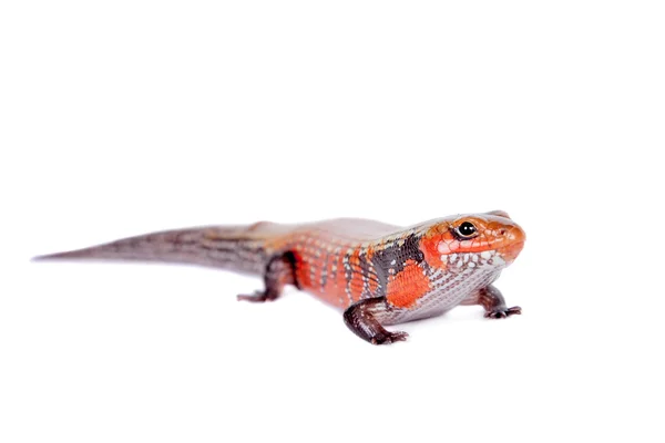 Fire Skink isolated on white — Stock Photo, Image