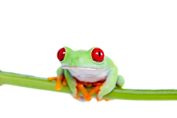 Mooie rode eyed tree frog op witte achtergrond — Stockfoto