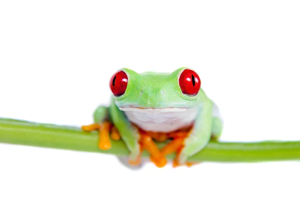 Hermosa rana arborícola de ojos rojos sobre fondo blanco — Foto de Stock