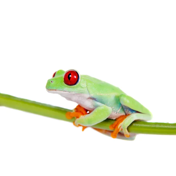 Hermosa rana arborícola de ojos rojos sobre fondo blanco —  Fotos de Stock