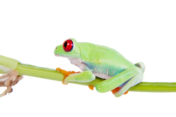 Belle grenouille aux yeux rouges sur fond blanc — Photo