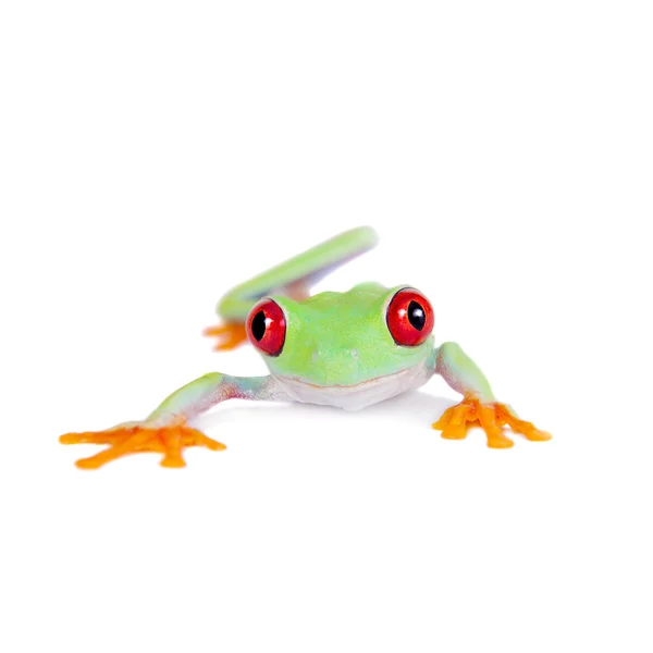 Hermosa rana arborícola de ojos rojos sobre fondo blanco — Foto de Stock