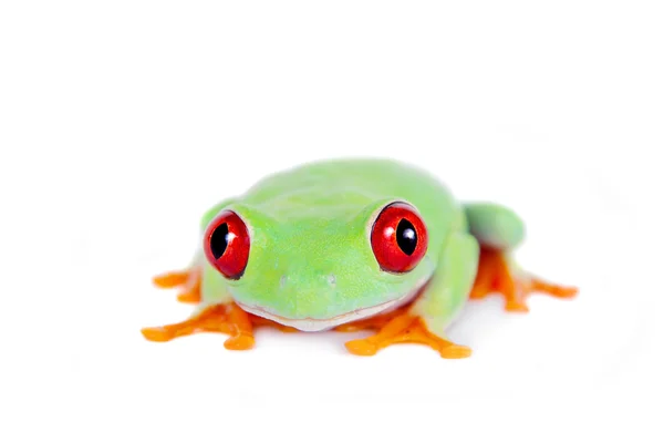 Красивая красноглазуя лягушка на белом фоне — стоковое фото