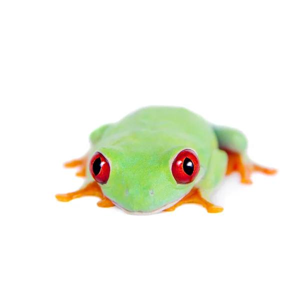 Schöne rotäugige Laubfrosch auf weißem Hintergrund — Stockfoto