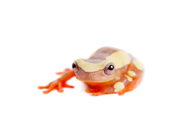 Shreves 萨拉树蛙上白色孤立 — 图库照片