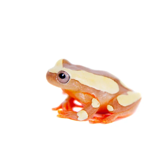 Sarayacu treefrog Shreves isolado em branco — Fotografia de Stock