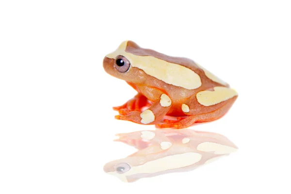 Shreves 萨拉树蛙上白色孤立 — 图库照片