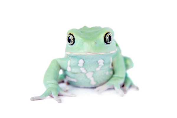 Grenouille à feuilles de singe cireuse sur fond blanc — Photo