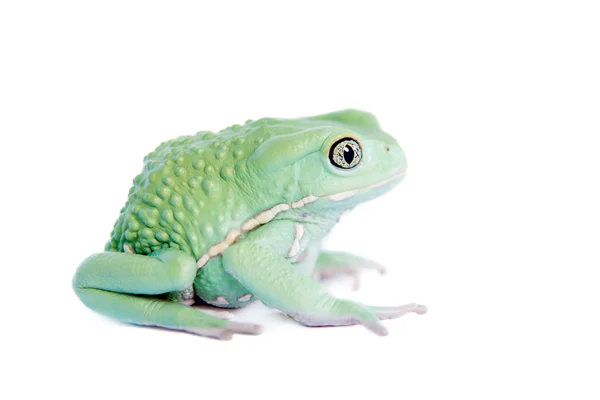 Woskowej małpa żaba liść na białym tle — Zdjęcie stockowe