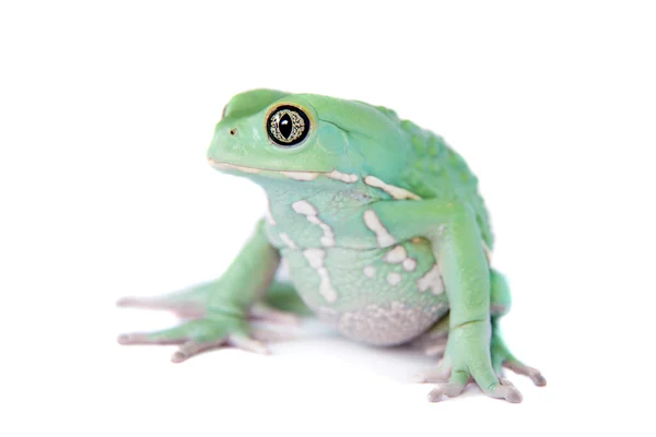 Waxy Monkey Leaf Frog su sfondo bianco — Foto Stock