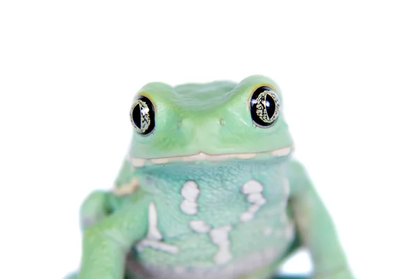 Grenouille à feuilles de singe cireuse sur fond blanc — Photo